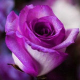 Purple pink rose seeds- flower roses seeds-20 seeds  -code 356