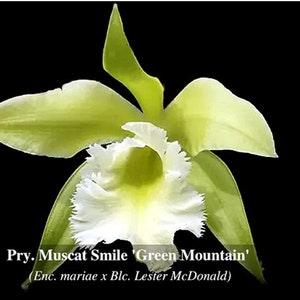 Pry. Muscat Smile 'Green Mountain' Healthy blooming size plants 3.5" pot. Large fragrant green blooms with a frilly white lip. Cattleya type