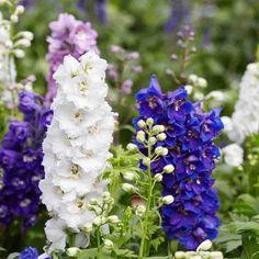 Delphinium, Pacific Giants Mixed Colors Perennial Flower Seeds Flower Delivery