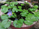 Nymphaea Nouchali 2000 Seeds, Fragrant Blue Water Lily, Aquatic Star Lotus, USA