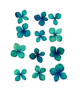 12 Pressed Dried Clover Blue Green Flower Flat 1.5" Card Making Scrapbooking Art