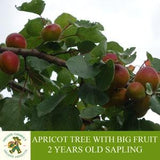 Apricot Tree with Big Fruit Sapling, Grafted Ready to Plant, With Tuberous Soil, 2 Years Old Fruity Apricot Tree for Pot and Garden-Heirloom