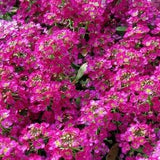 DEEP ROSE Sweet ALYSSUM Red Pink Lobularia Basket Fragrant Butterflies 30 Seeds