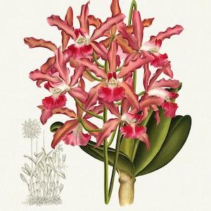Orchid No. 358, 1885, Linden auth., botanical print (giclee) on canvas, 50x70cm. or 20x25" approx.