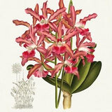 Orchid No. 358, 1885, Linden auth., botanical print (giclee) on canvas, 50x70cm. or 20x25" approx.