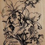 PSX Orchid Orchidacae Extra Large Wood Mounted Rubber Stamp vintage K-1441  1995 plant Botany Botanicals