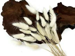 30 Pieces 12-15" Bleached White Bunny Tail Preserved Dried Botanical Grass Boh0