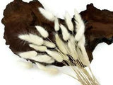30 Pieces 12-15" Bleached White Bunny Tail Preserved Dried Botanical Grass Boh0