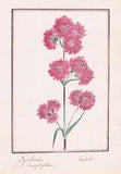 Lychnide Lychnis Carnation Flower Botany Flower Watercolour Watercolor 1830