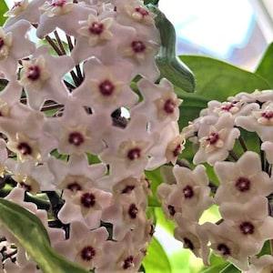 Waxy Hoya plant (Hoya Carnosa), nicknamed ?¡ãPorcelain Flower?¡À or ?¡ãWax Flower?¡À