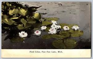 Michigan MI - Pond Lilies, Paw Paw Lake - Vintage Postcard - Unposted