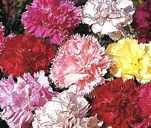 CARNATION CHABAUD PICOTEE MIXED COLORS Dianthus Caryophyllus - 20 Seeds