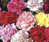 CARNATION CHABAUD PICOTEE MIXED COLORS Dianthus Caryophyllus - 20 Seeds