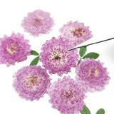24pcs Natural Pressed Flowers Real Dried Chrysanthemum DIY Art Craft gift...