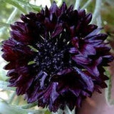 50 Pcs Black Cornflower Centaurea Cyanus Flower Seeds-Tall Double Ball Black Seeds-Black Ball-Black Bachelor's Button -Perennial-FL402