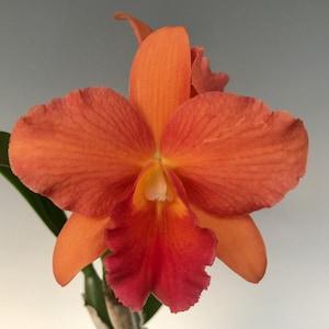 Rth. (Pot) Orglades Tradition 'Sunset' Blooming size cattleya orchid hybrid. Bright orange fragrant blooms.