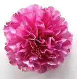 Large Deluxe 4.5" Variegated Pink Carnation Silk Flower Hair Clip #2