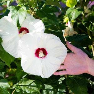 25 Marsh Hibiscus Seeds - plant flowers - Reproducible Farmer Seeds - untreated