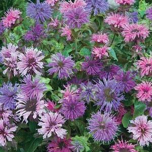 Fragrant BERGAMOT BEE BALM 150 Seeds tea Butterflies Bees Birds Pollinators love it Monarda fistulosa from Urban Food forest