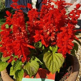 Scarlet Sage Salvia Red Flowers 0.3g - 50 NON GMO Seeds - Salvia Splendens