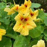 30 Peach Melba Nasturtium Flower Seeds.