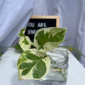 Pothos Pearls and Jade Cuttings Variegated Epipremnum Plant Cutting Beautiful hanging plants