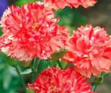 30+ Orange Shrebett Chabaud Carnation / Perennial Flower Seeds