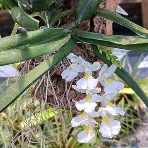 Orchid Rodriguezia venusta mounted on cork Micro Miniature Tropical hanging plant