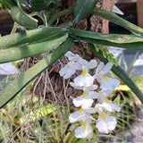 Orchid Rodriguezia venusta mounted on cork Micro Miniature Tropical hanging plant