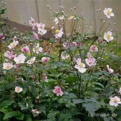 Herbst-Anemonen: Eleganter Bl¡§?tenschmuck Flower Delivery