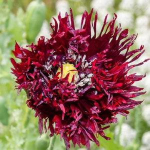 50+ Black Swan Poppy Seeds / Papaver somniferum / Flowers / English Garden / Frilled / Peony Poppy /  Cloud Poppy Seeds  / Fringe