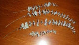 Eucalyptus stems w/leaves, 9 to 18 inches long. flower floral dried arranging