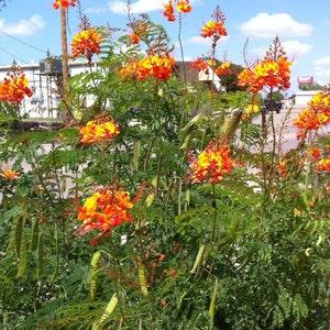 10 Pride of Barbados (Caesalpinia Pulcherrima) Seeds