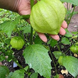 Tomatillos- Salsa Verde