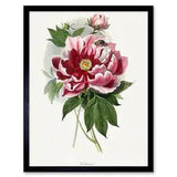 Pink Red Peony Bloom Flowers Floral Framed Wall Art Picture Print 12x16