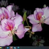 White or Purple Orchid Tree Seedling in a non woven pot ready to plant tree hummingbirds love this trees flowers a humming bird favorite