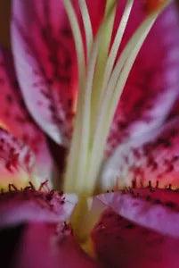 Pink Lily Flower Lilium Herbaceous Flowering Plants Photograph Picture