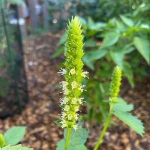 Yellow Giant Hyssop, 50 seeds