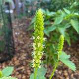 Yellow Giant Hyssop, 50 seeds