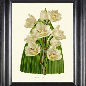 Botanical Wall Art Print IH937 Beautiful Antique White Green Holy Ghost Orchid Tropical Flower Garden Home Room Decor Picture to Frame IH