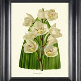 Botanical Wall Art Print IH937 Beautiful Antique White Green Holy Ghost Orchid Tropical Flower Garden Home Room Decor Picture to Frame IH