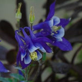Purple Columbine Seeds (Aquilegia vulgaris)
