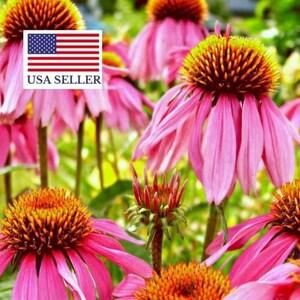Echinacea Purpurea Purple Coneflower Seeds Healthy Perennial Herb - 50 Seeds