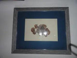 PADINA SANCTAE -  Pressed Seaweed Art - Collected In Jamaica on 1975.