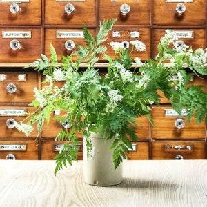 Rare Anise Scented Sweet Cicely Seeds Edible Perennial herbaceous  garden myrrh, and sweet chervil  Dizzy Bees Urban Garden