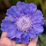 Scabiosa Fama Deep Blue flower seed 25