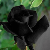 Black rose seeds - 20 seeds - code 001