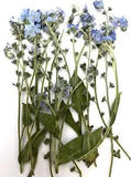 12 Pcs Blue Forget Me Not with Stem Real Natural Dried Pressed Flowers for Resin