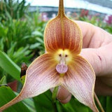 Seeds little Pinky Monkey face Orchid 30 Seeds rare orhid (code 91)