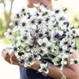 Nigella ??Love-in-a-Mist' African Bride SEEDS Nigella papilloma white  cut flower bouquet florist wedding bouquet Dizzy Bees Urban Garden